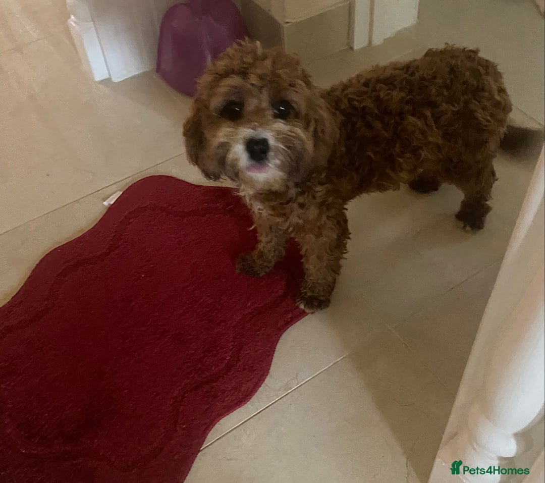 Cavapoo dogs for sale: F1 fox red cava poo girl available now  - Advert 1