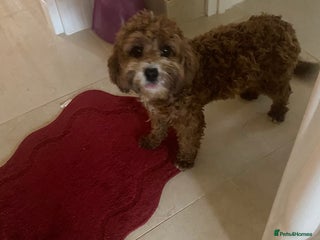 Cavapoo dogs F1 fox red cava poo girl available now - Advert 4
