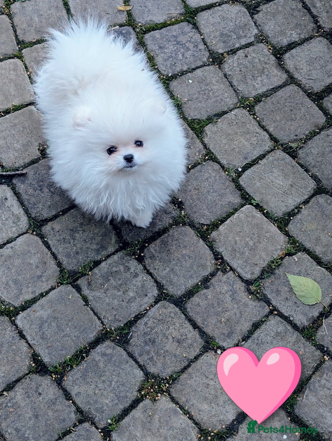 Pomeranian dogs for sale: ☁️RARE SOLID WHITE POMERANIANS ☁️ - Image 8