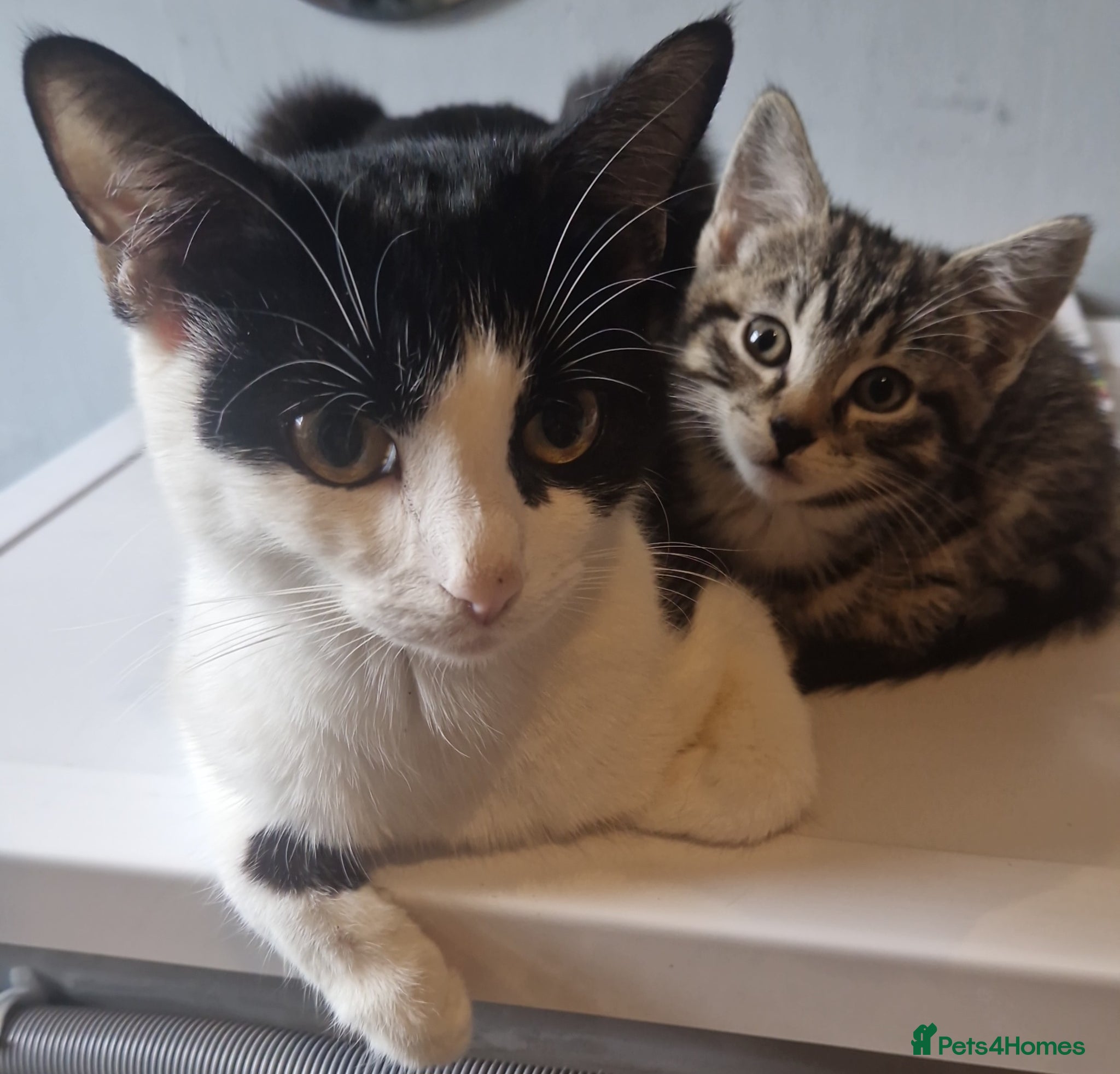 Mixed Breed cats Black and white kittens - Advert 2