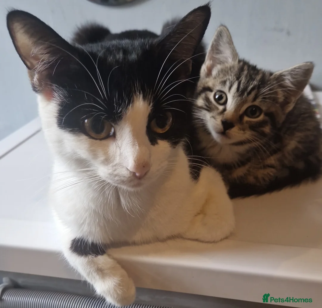 Mixed Breed cats for sale: Black and white kittens - Advert 1