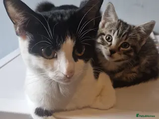 Mixed Breed cats Black and white kittens - Advert 2