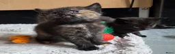 Mixed Breed cats for sale: Beautiful Fluffy Kittens Looking for Forever homes - Advert 22