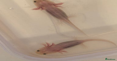 Axolotl reptiles - Advert 1