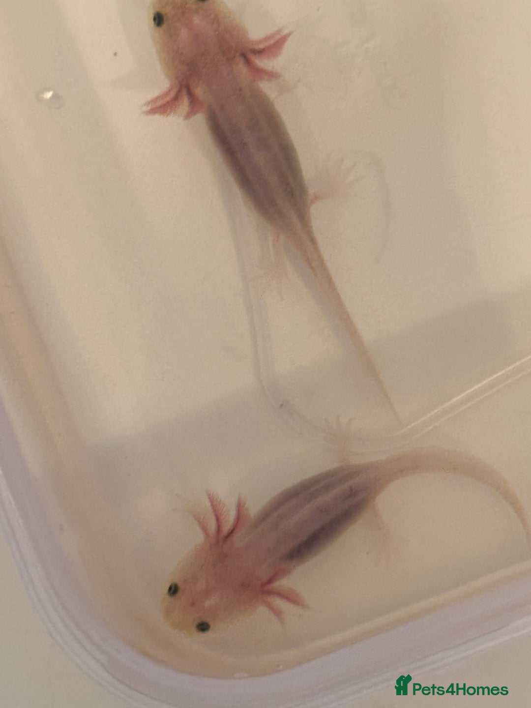 Axolotl reptiles for sale: Axolotl - Image 3