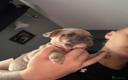 Mixed Breed dogs for sale: 5 week old Frenchie pups for sale - Image 10