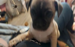 Mixed Breed dogs for sale: 1/2 chihuahua 1/2 french bulldog - Image 5