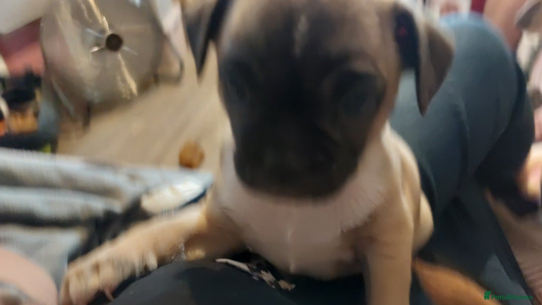 Mixed Breed dogs for sale: 1/2 chihuahua 1/2 french bulldog - Image 5