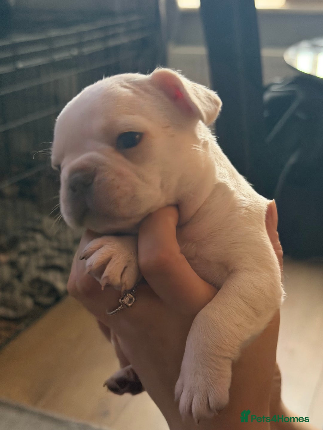 French Bulldog dogs for sale: French bulldogs  - Advert 7
