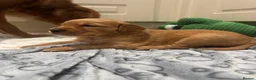 Golden Retriever dogs for sale: KC working line from health tested parents  in Saltburn-by-the-Sea - Advert 8