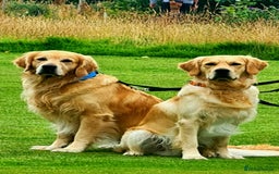 Golden Retriever dogs for stud: Duke, Proven KC registered  for stud. in Faringdon - Image 14