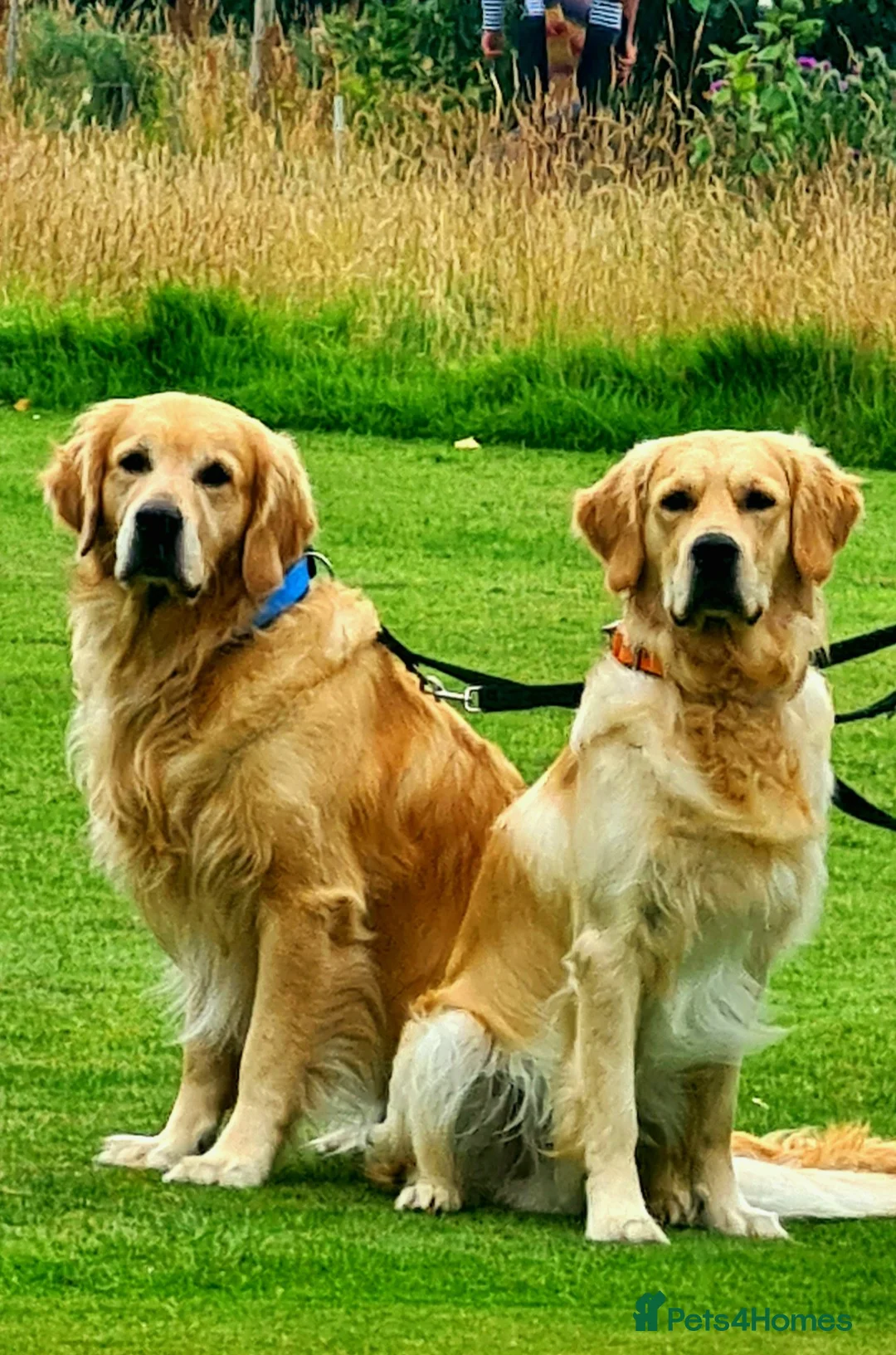 Golden Retriever dogs for stud: Duke, Proven KC registered  for stud. in Faringdon - Advert 14