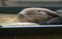 French Lop rabbits for sale: Beautiful French Lop Bunnies - Image 26