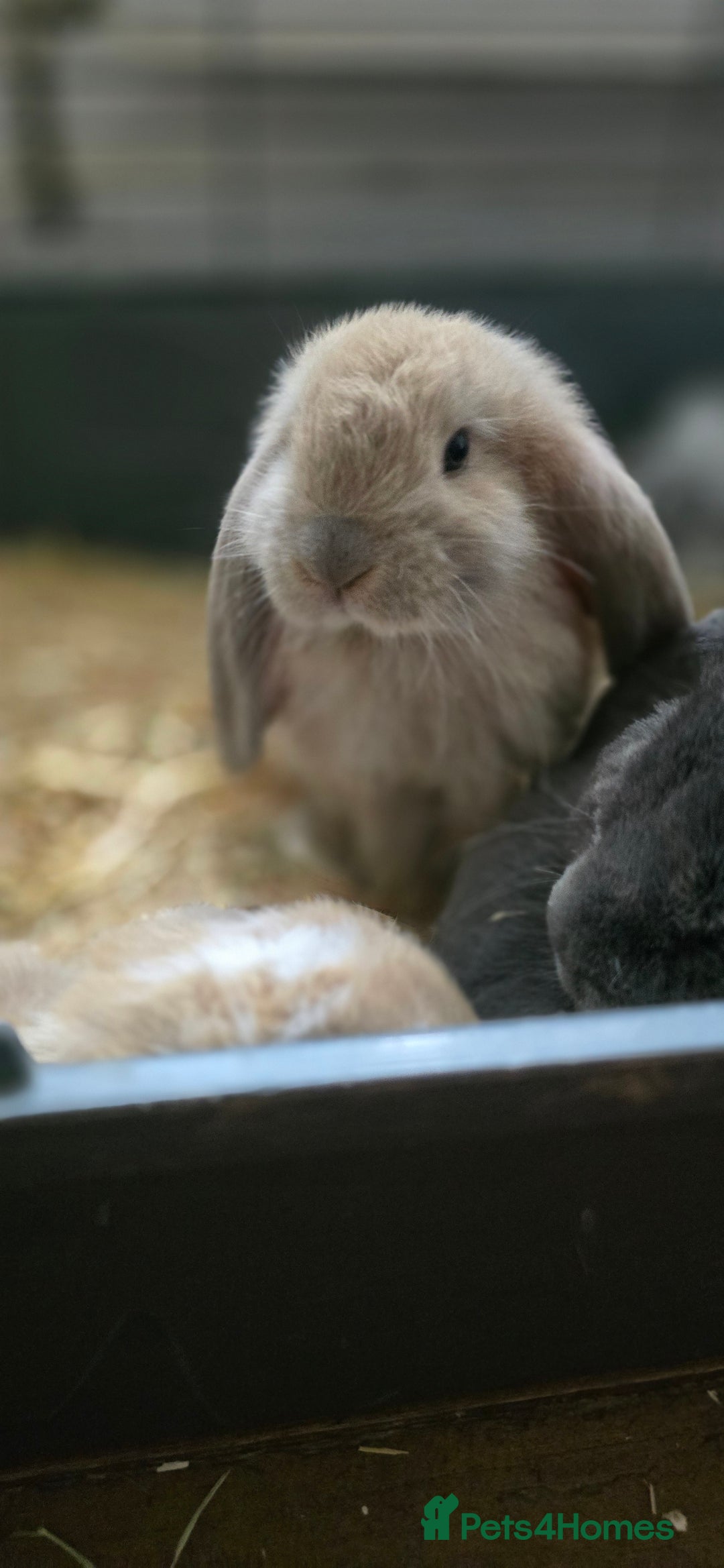 French Lop rabbits for sale: Beautiful French Lop Bunnies - Image 26