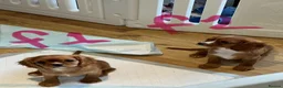 Cavalier King Charles Spaniel dogs for sale: KC REG HEALTH TESTED CAVALIER PUPPIES - Advert 5