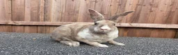 Rex rabbits for sale: Vienna Marked Mini Rex babies - Advert 2