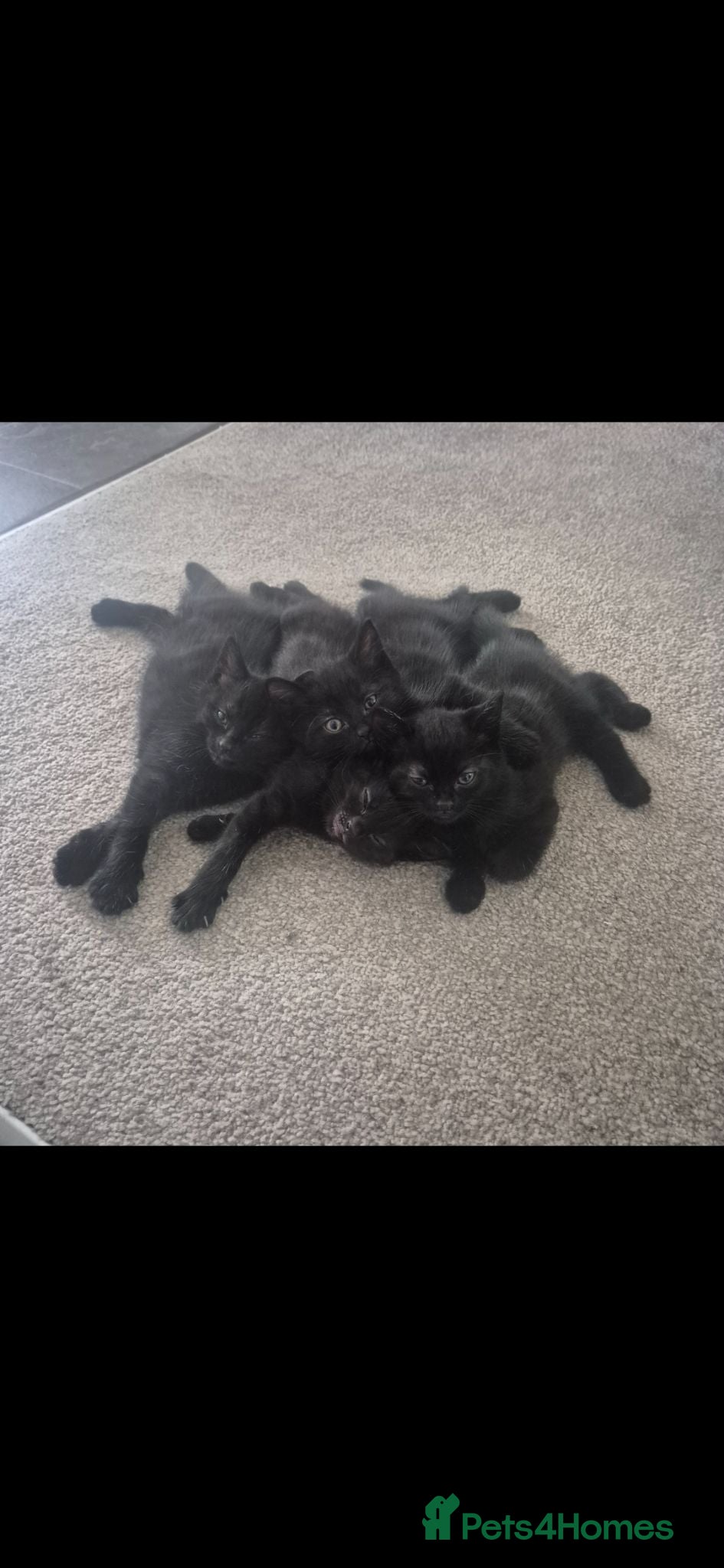 Mixed Breed cats 4 Beautiful black kittens - Advert 2