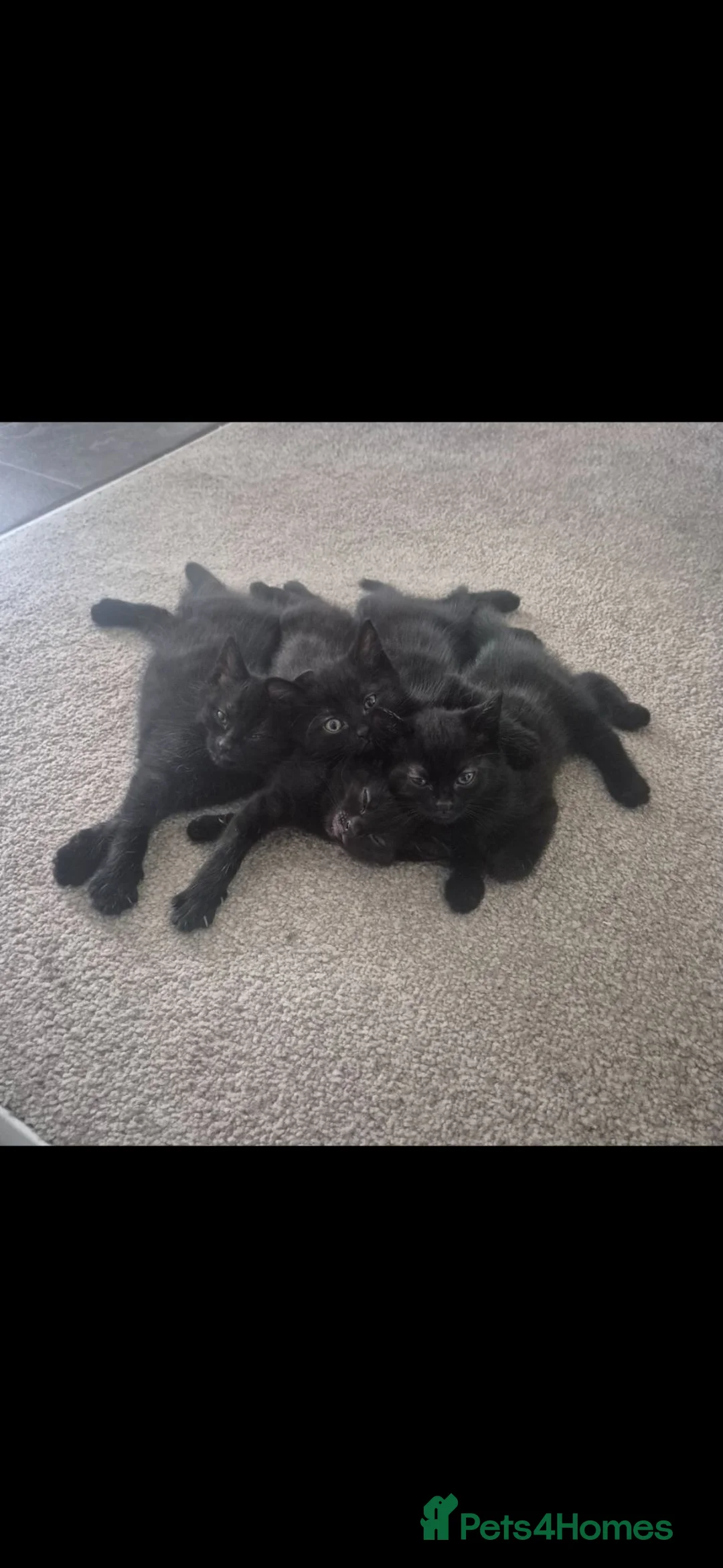 Mixed Breed cats for sale: 4 Beautiful black kittens - Advert 1