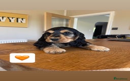 Cocker Spaniel dogs for sale: KC reg & H/Tested Show Cocker Spaniels - Image 2