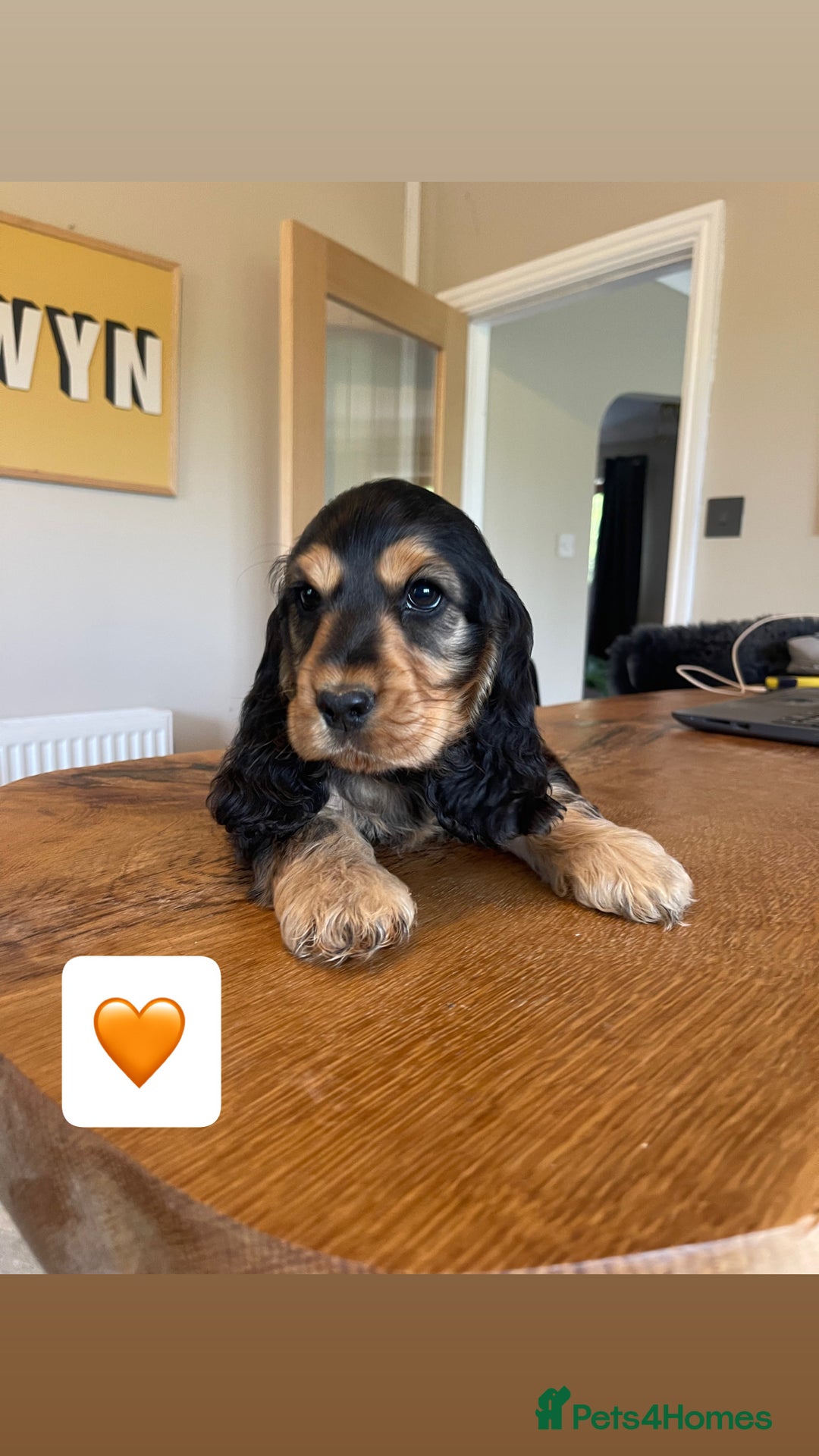 Cocker Spaniel dogs for sale: KC reg & H/Tested Show Cocker Spaniels - Image 2