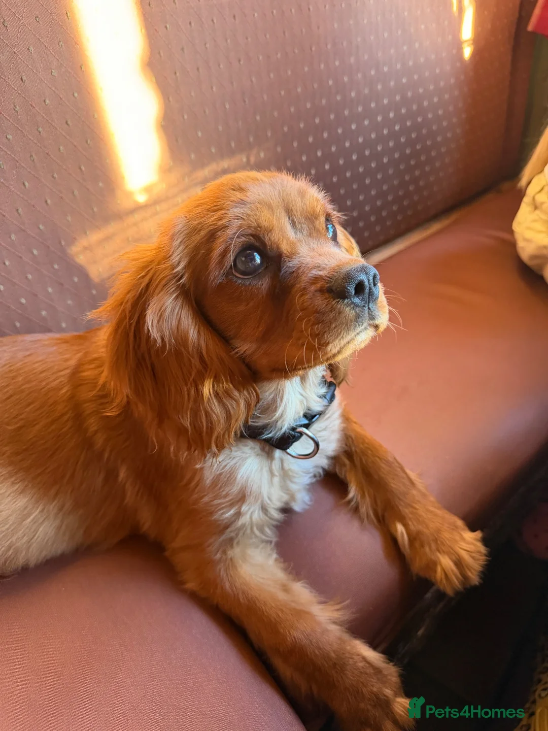 Cavalier King Charles Spaniel dogs for sale: Beautiful Ruby Boy Cavilier King Charles - Advert 4