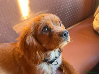 Cavalier King Charles Spaniel dogs Beautiful Ruby Boy Cavilier King Charles - Advert 6