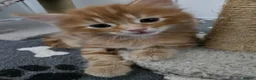 Mixed Breed cats for sale: Adorable ginger kitten - Advert 6