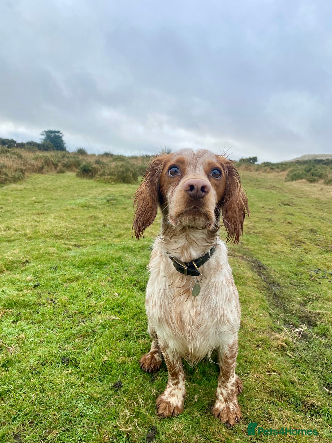 Cocker Spaniel dogs for stud: KC Working Cocker Spaniel Health Tested  - Advert 11