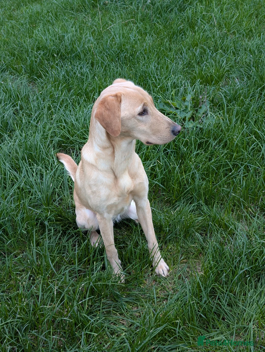 Labrador Retriever dogs for sale: Working bred yellow lab pups - Advert 5