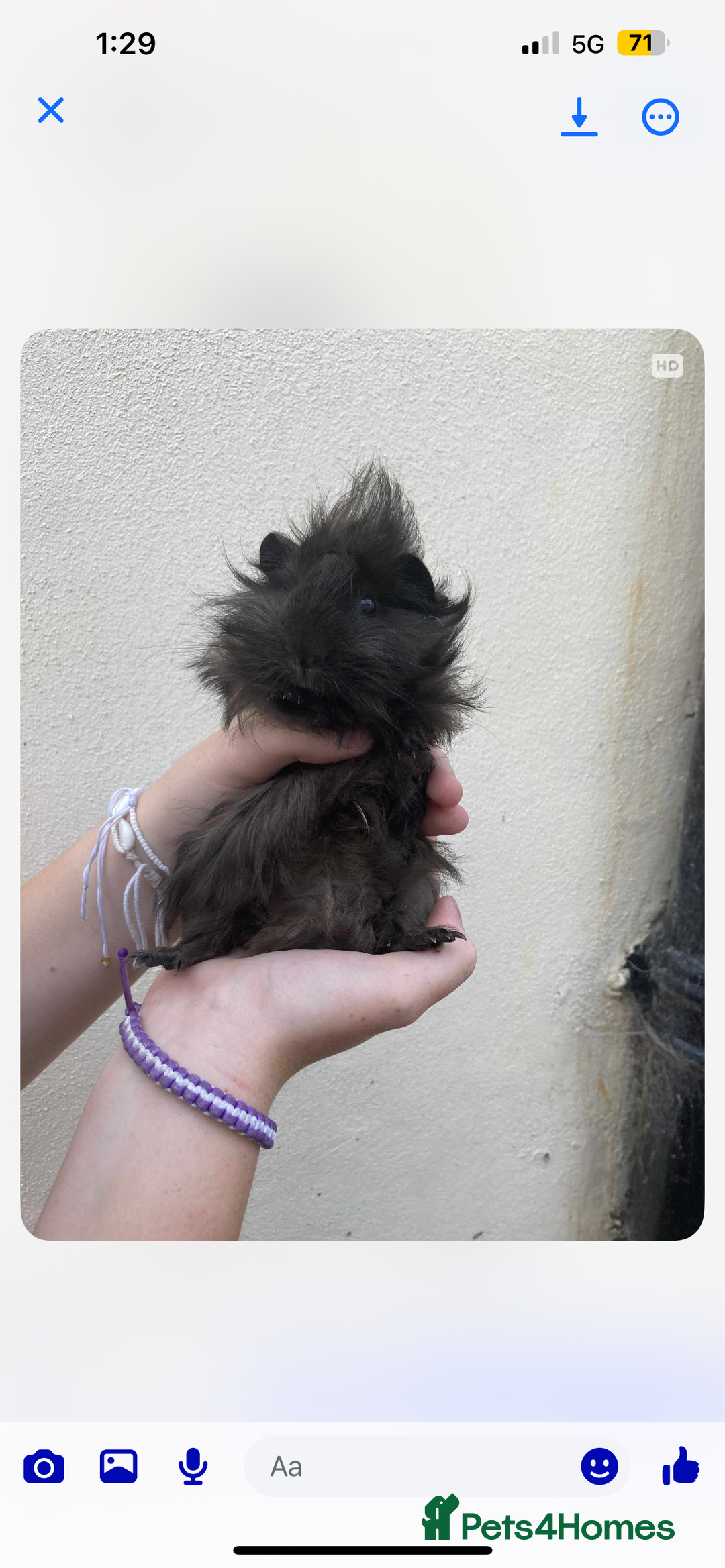 Guinea Pig rodents for sale: LOOKING for a pair for my boy!  - Image 1