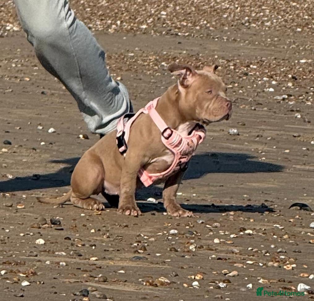 American Bully dogs Quinn - Advert 1