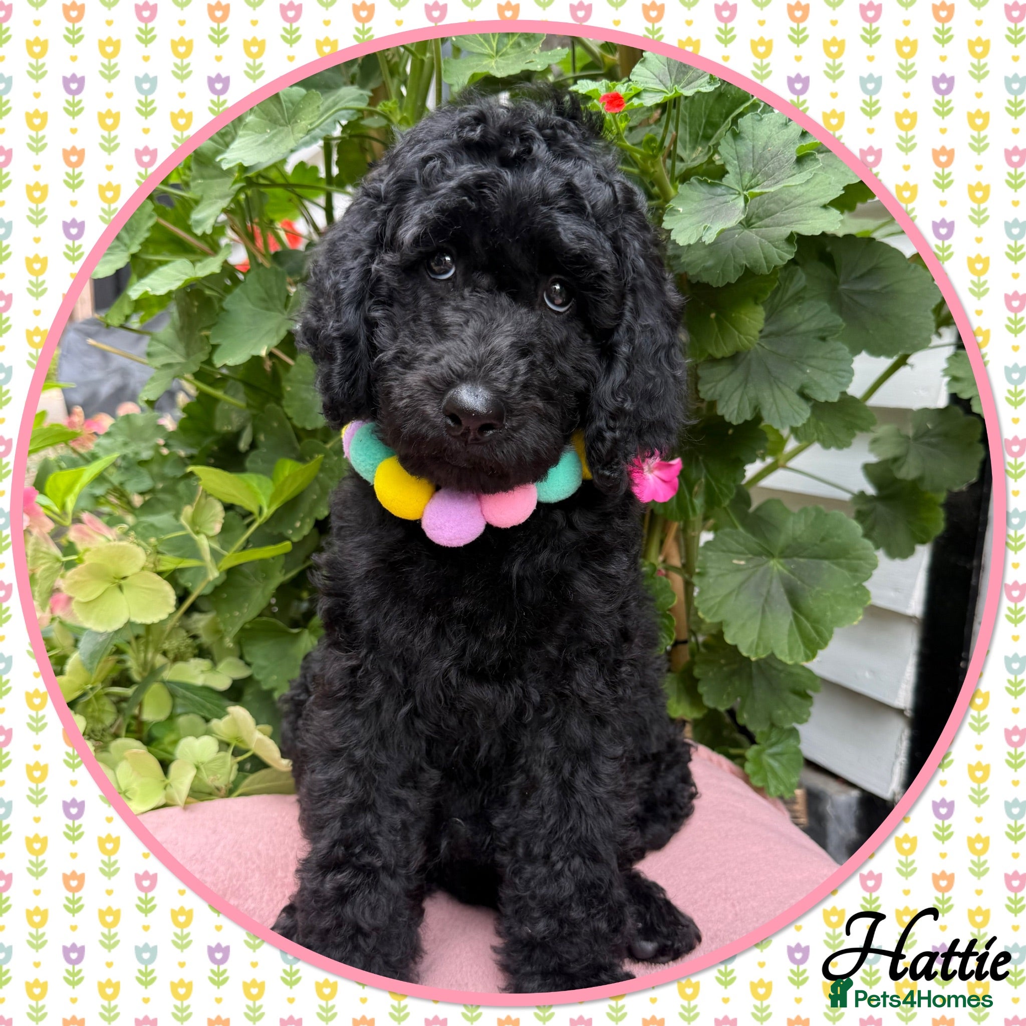 Labradoodle dogs 💐CAN STAY FOR HOLIDAYS💐RARE OPPORTUNITY💐 - Advert 1