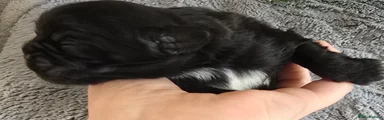 Puppy 5