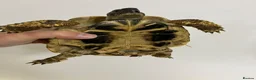 Hermann Tortoise reptiles for sale: Hermann’s Tortoise with Full Vivarium Setup  - Advert 2
