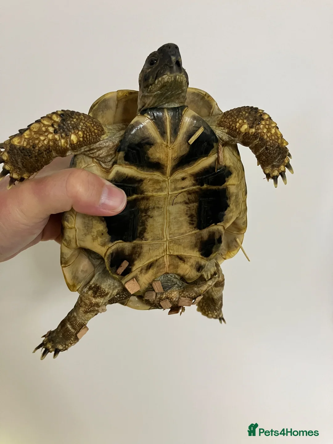Hermann Tortoise reptiles for sale: Hermann’s Tortoise with Full Vivarium Setup  - Advert 2