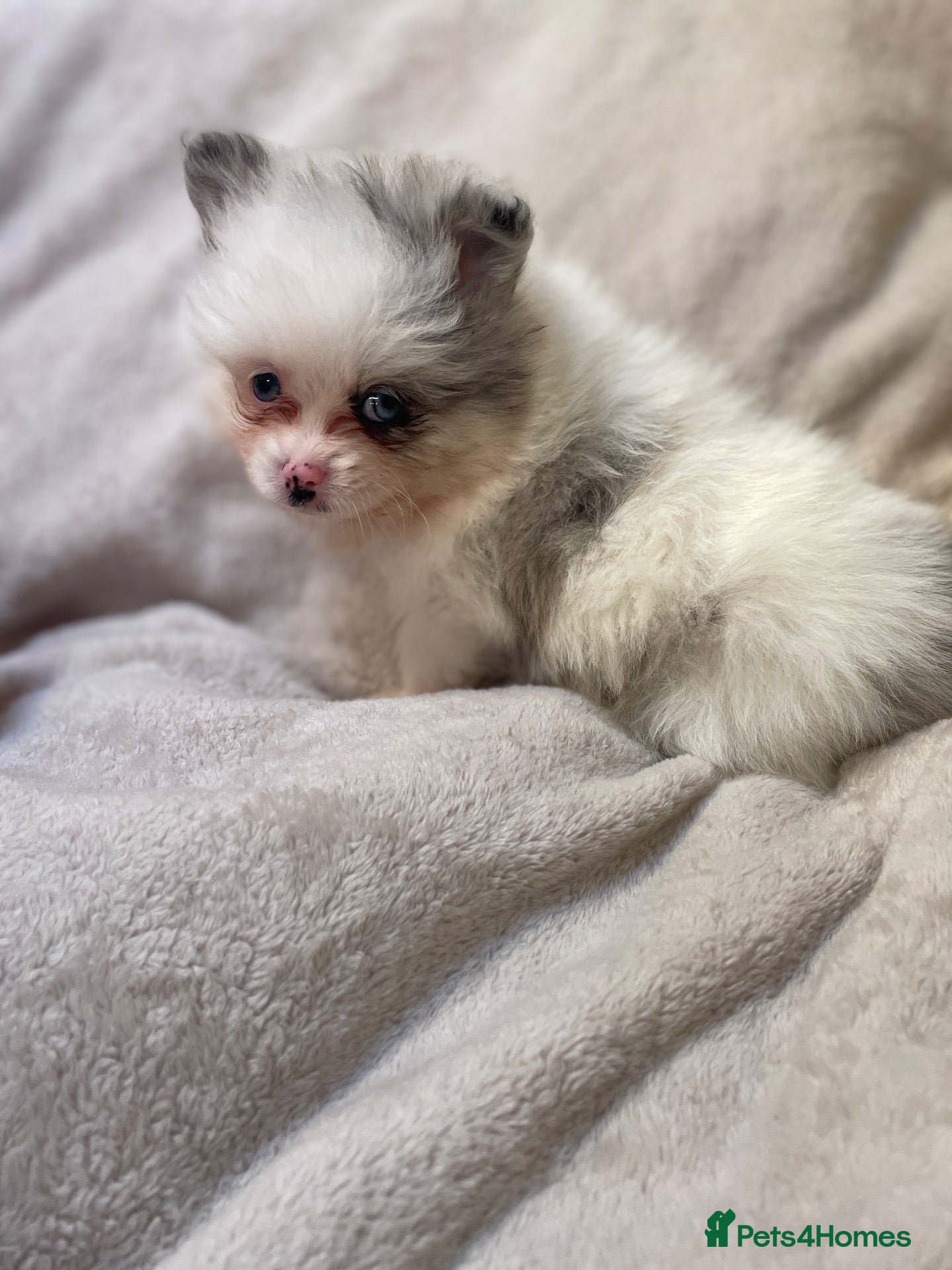 Pomeranian dogs for sale: Stunning Pomeranians - Advert 17