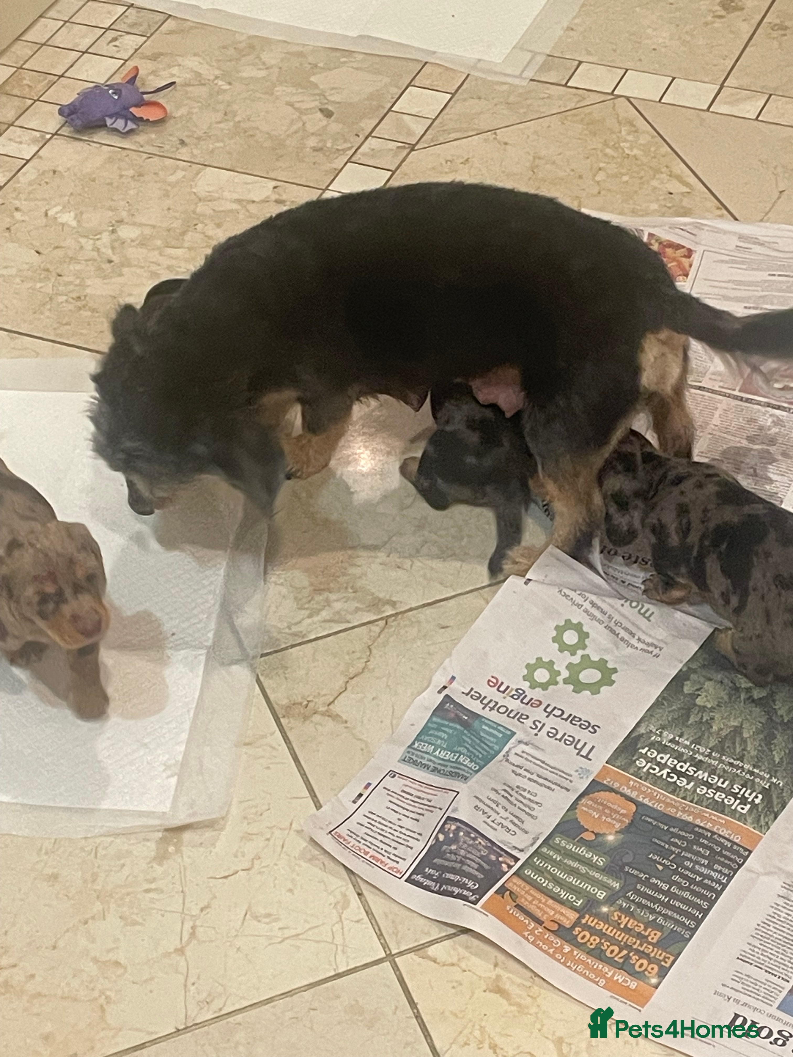 Dachshund dogs 4 gorgeous pups - Advert 3