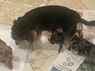 Dachshund dogs 4 gorgeous pups - Advert 1