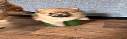 Pomeranian dogs for sale: Pomeranian Puppies - Advert 19