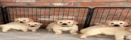 Golden Retriever dogs for sale: Kc registered Fully health tested parents  - Advert 6