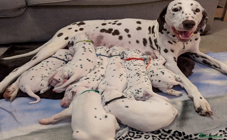 Dalmatian dogs Beautiful Dalmatian puppies - Advert 5