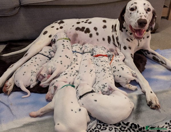 Dalmatian dogs Beautiful Dalmatian puppies - Advert 5