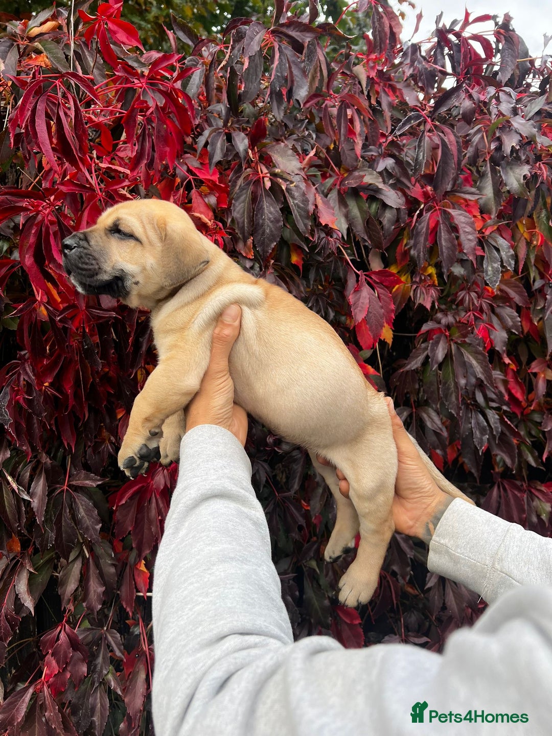 Presa Canario dogs for sale: 🏆UKC Pedigree Champion blood Presa Canario pups🏆 - Image 8