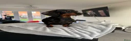 Miniature Dachshund dogs for sale: Stunning Miniature Dachshund Puppies Available - Advert 13