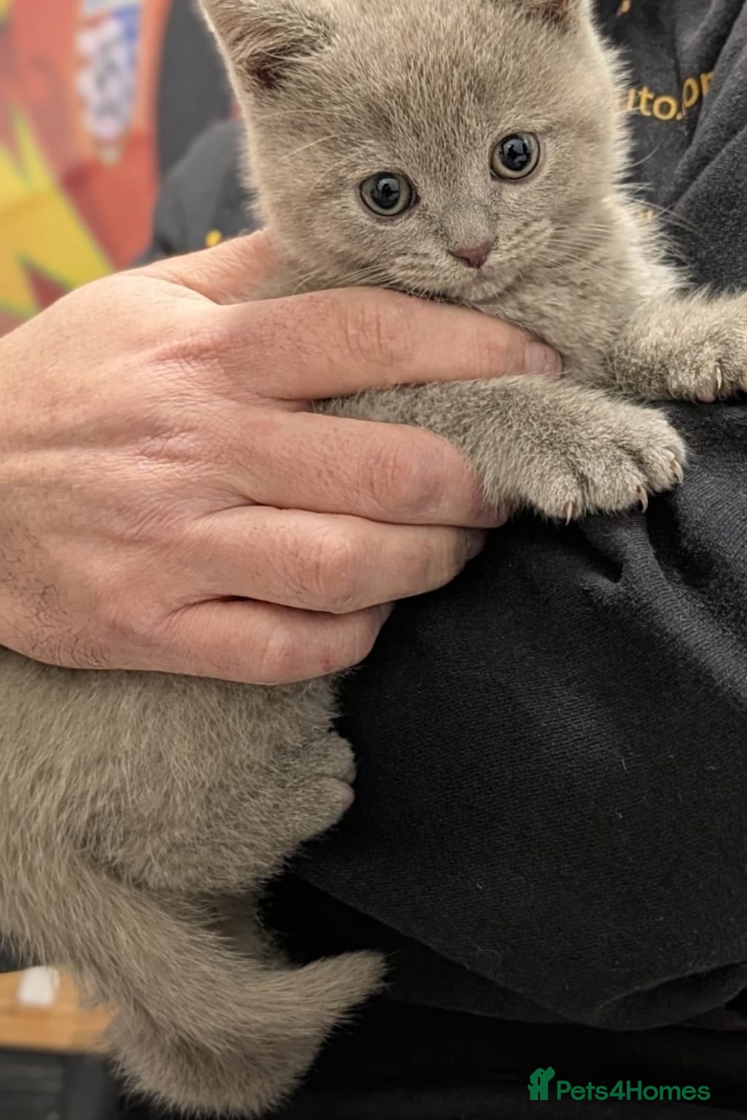 British Shorthair cats for sale: Stunning British Shorthair kittens boy and girl - Advert 9