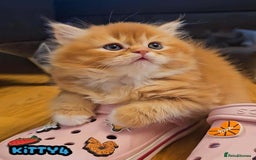British Shorthair cats for sale: Adorable Kittens Ready For Reservation  - Image 26