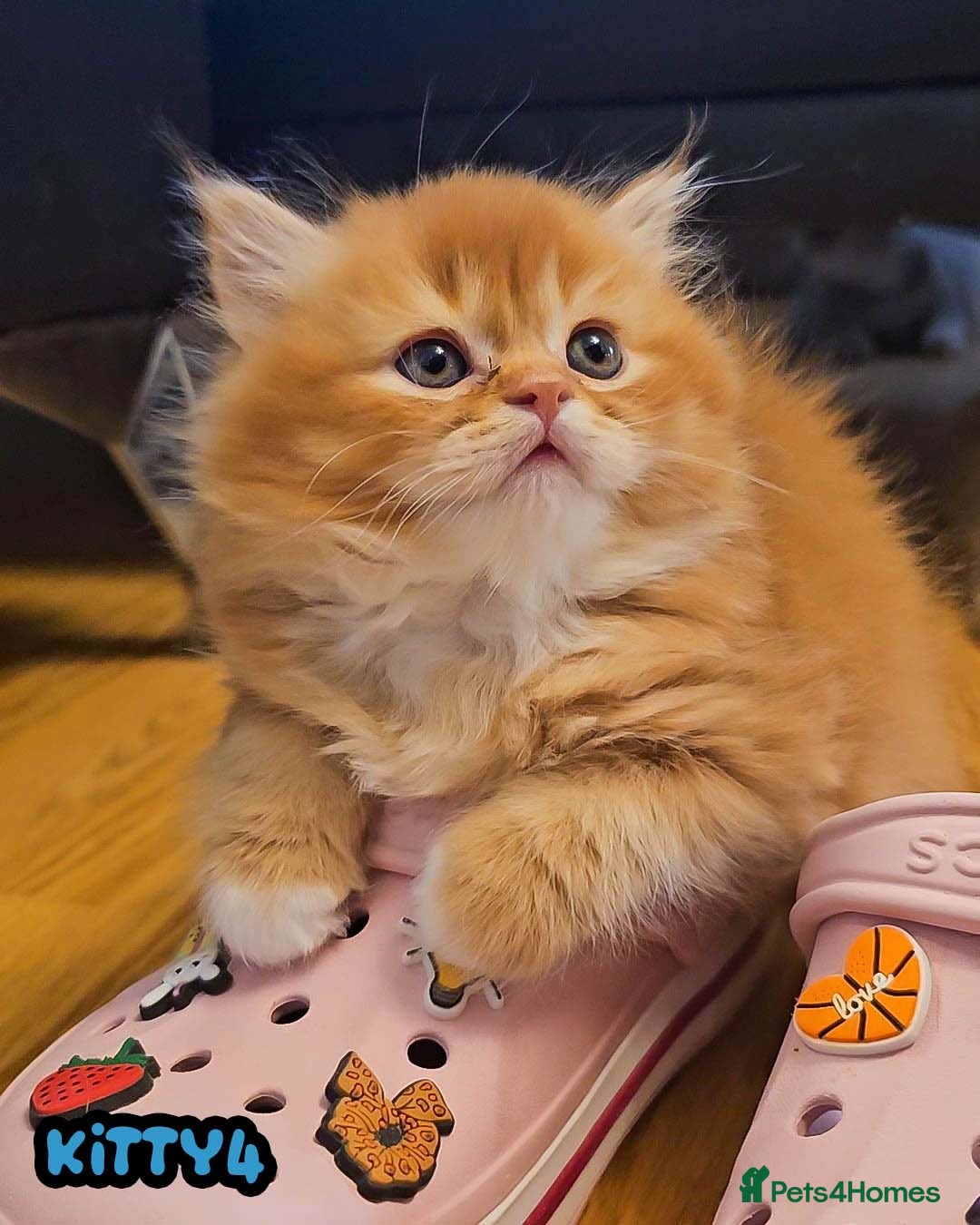 British Shorthair cats for sale: Adorable Kittens Ready For Reservation  - Image 26