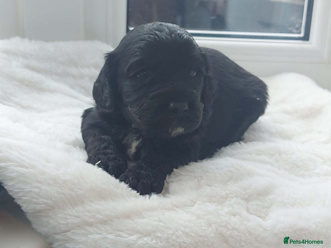 Cavapoo dogs for sale: F1 Cavapoo puppies  - Advert 8