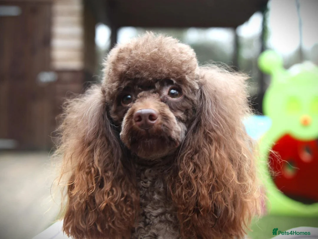Toy Poodle dogs for stud: Toy poodle stud - Advert 3