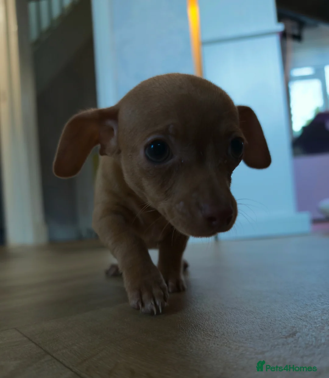 Chiweenie dogs for sale: Stunning Micro Chiweenie Last One - Smallest in UK - Advert 4